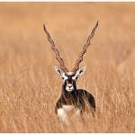 Stay And Safari In Dajipur Wildlife Sanctuary 